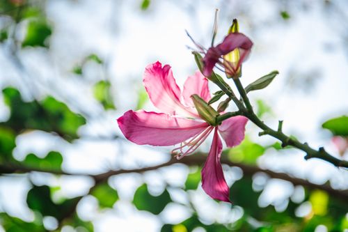Free Vibrant pink Orchid Tree flower (Bauhinia) against blurred green foliage. Stock Photo