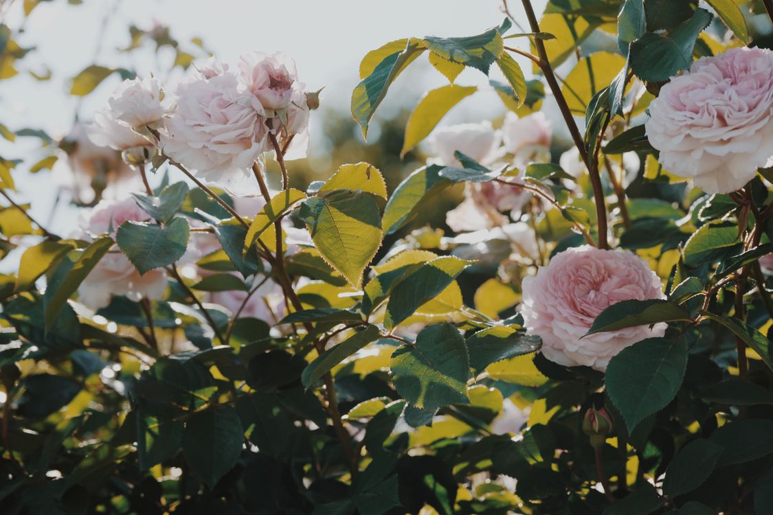 Pink Roses Sunlit Elegant Pink Roses in Sunlit Garden · Free Stock Photo