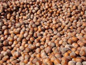 Close-up Heap of Raw Unshelled Hazelnuts