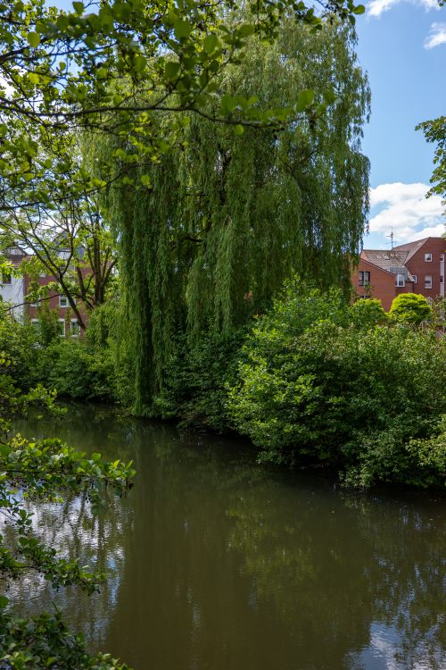 A green riverbank with a willow leaning over the water — photo by Sergej on Pexels