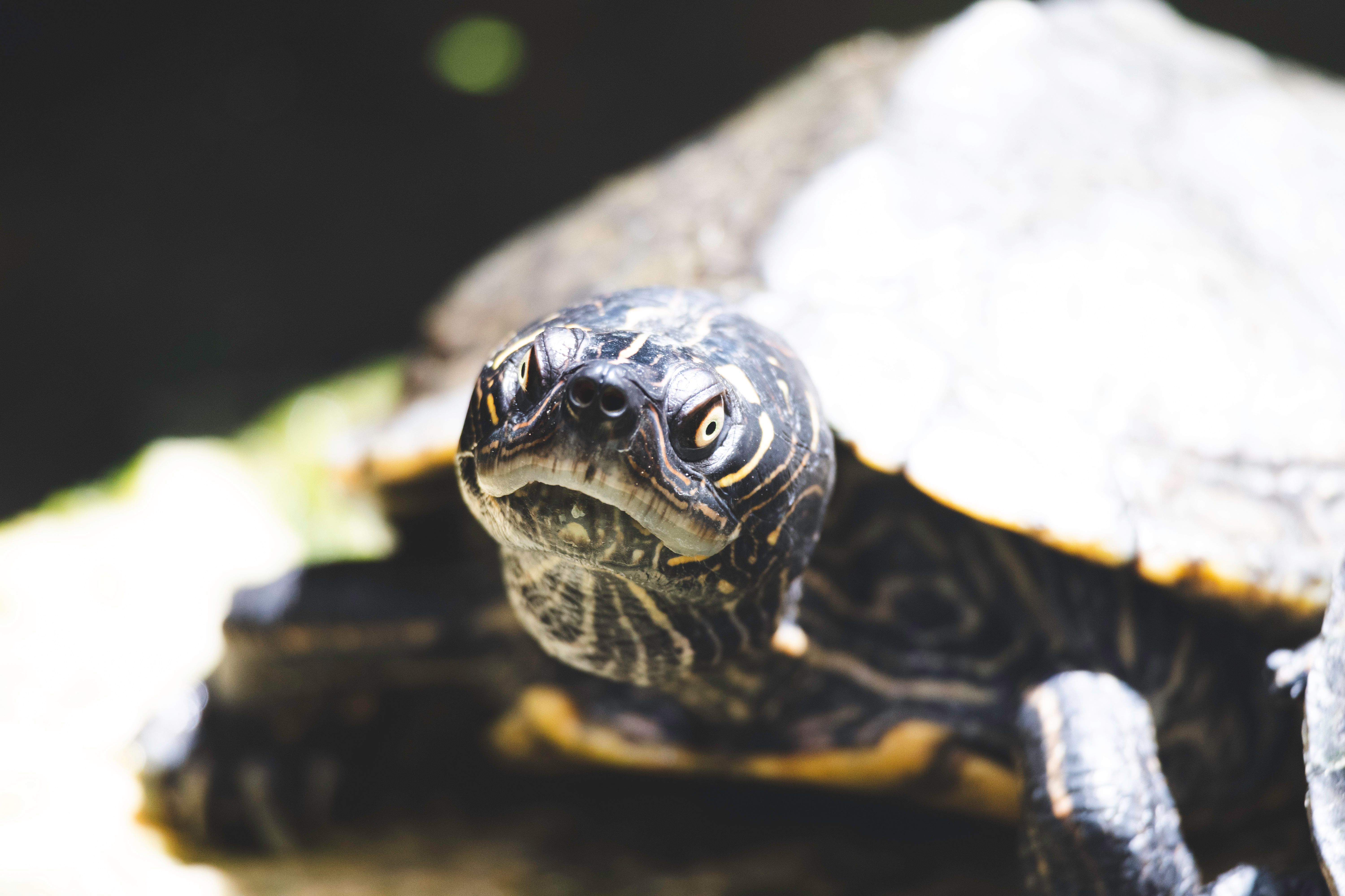 Turtle Senegal Photos, Download The BEST Free Turtle Senegal Stock ...