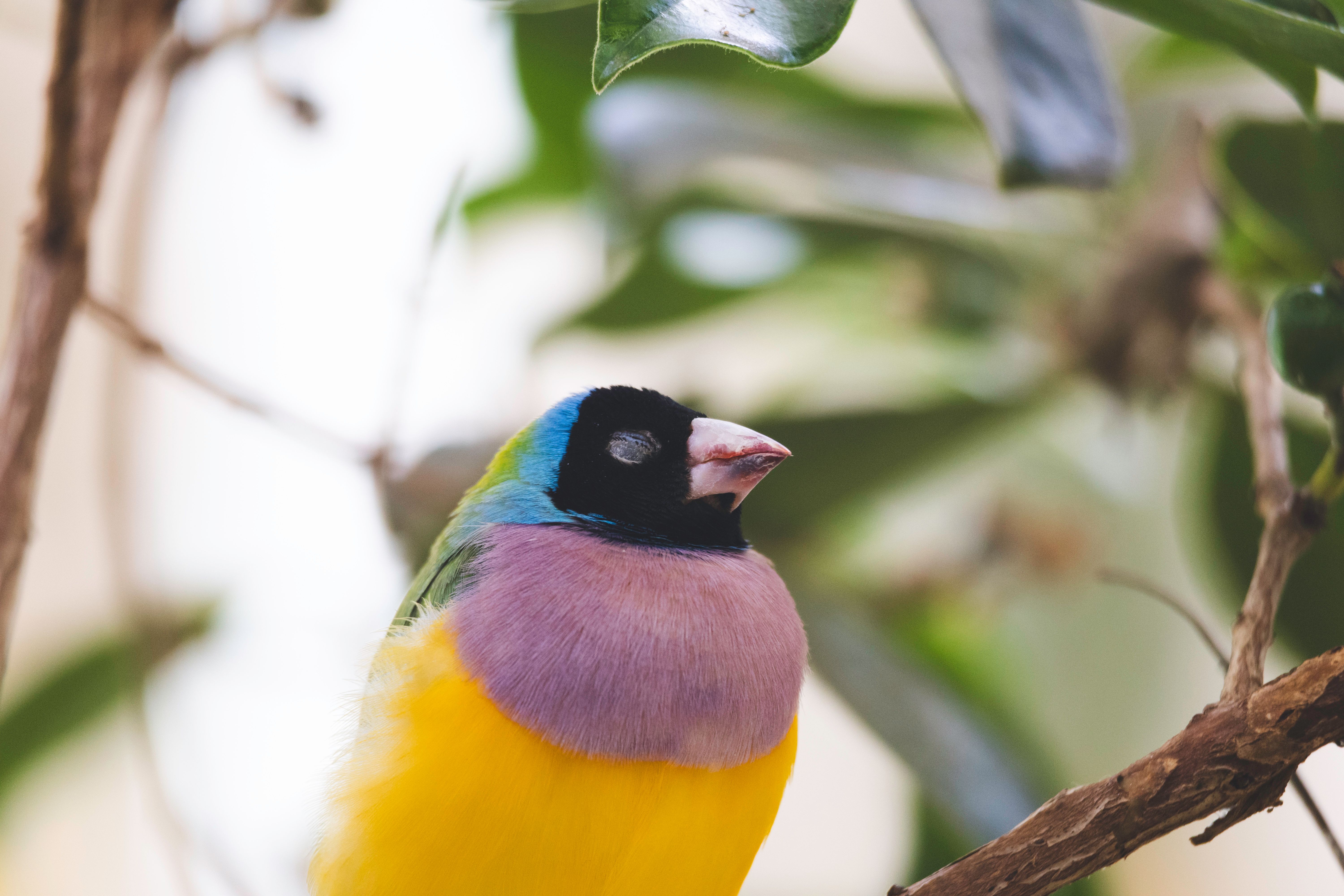 Colorful pet birds: a Gouldian finch with a black head, purple chest and yellow belly perched on a branch