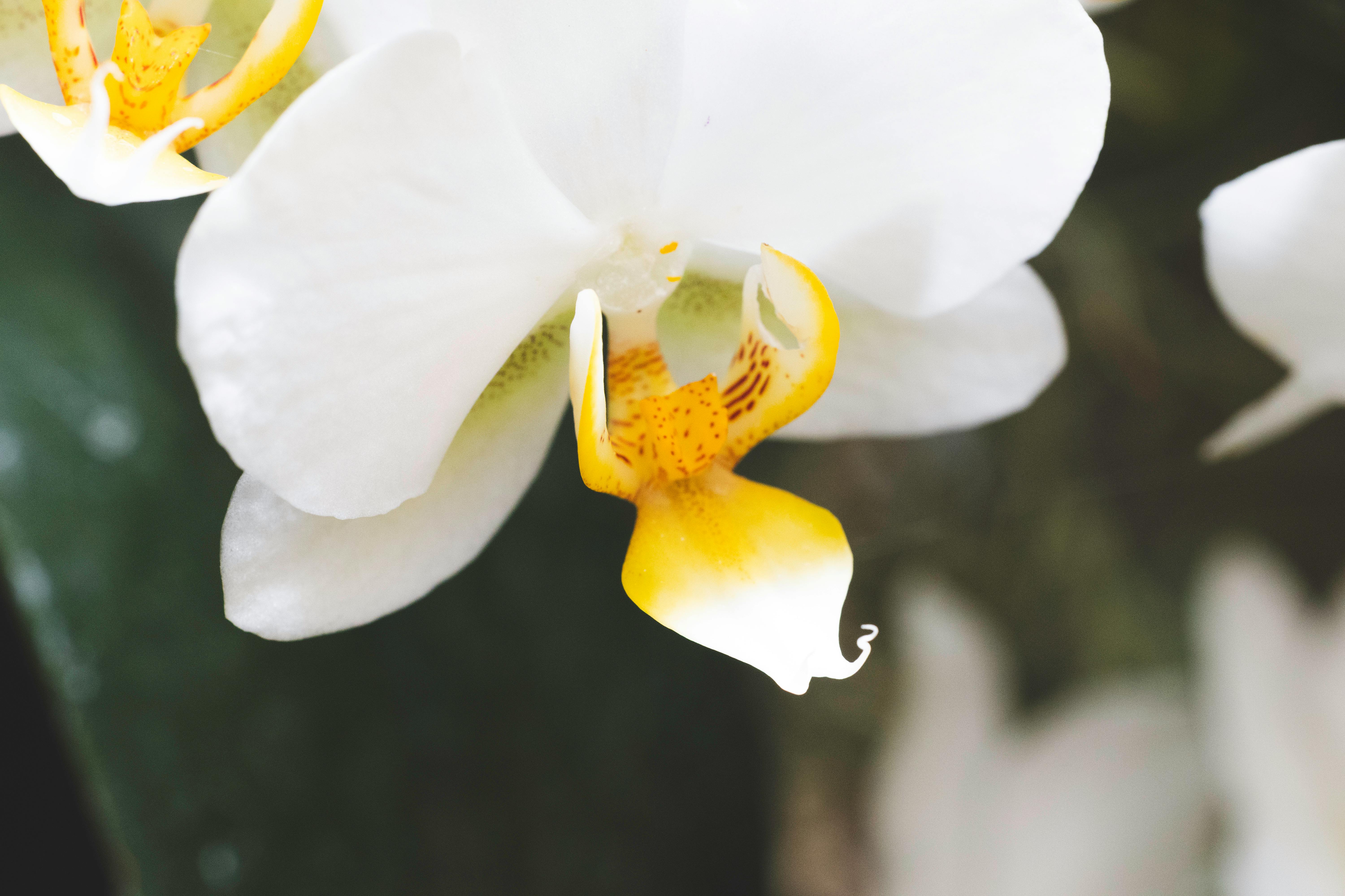 Discovering the Rare Beauty of the Ghost Orchid