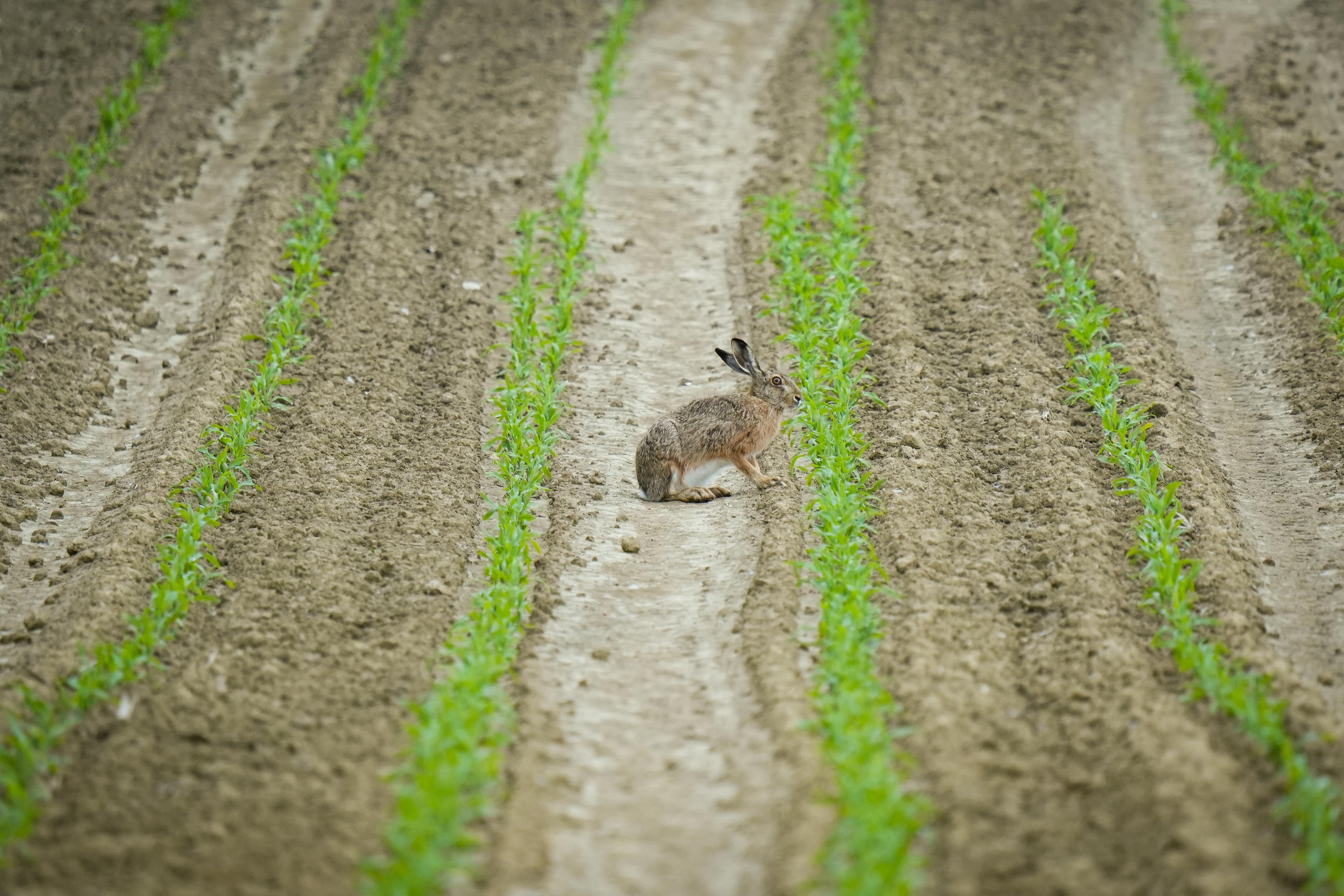 Sustainable rabbit farming practices, ethical agriculture, natural environment
