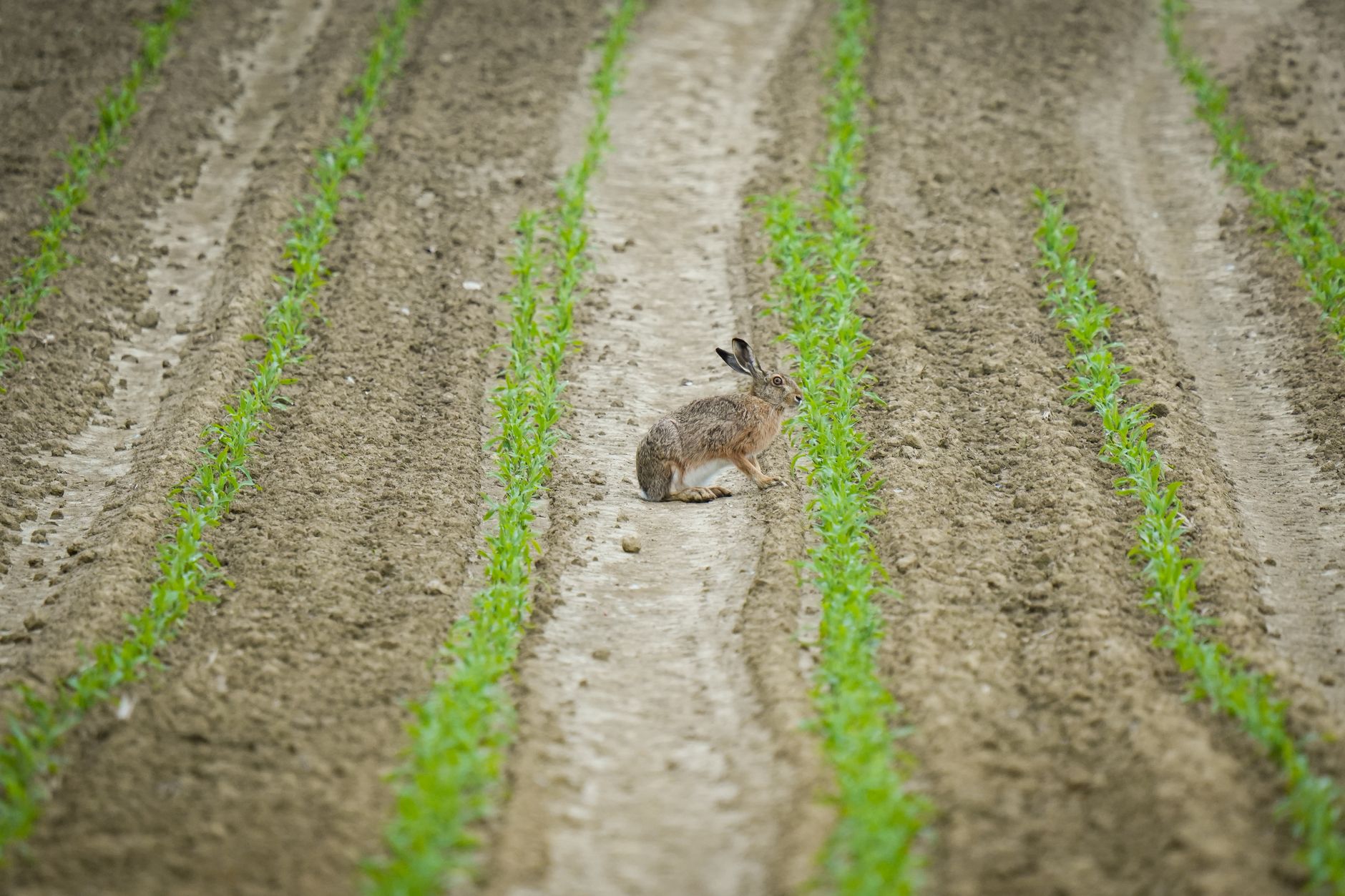 Sustainable rabbit farming practices and animal welfare