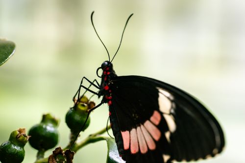 Free Detailed macro shot of a black butterfly resting on a branch with green foliage. Stock Photo