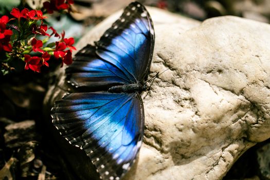 A striking blue butterfly perched on a stone next to vivid red flowers outdoors.