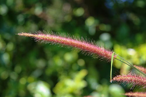 Free stock photo of flowers, grass, nature