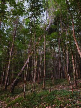 Enchanting view of a lush green forest, perfect for nature lovers and outdoor enthusiasts.