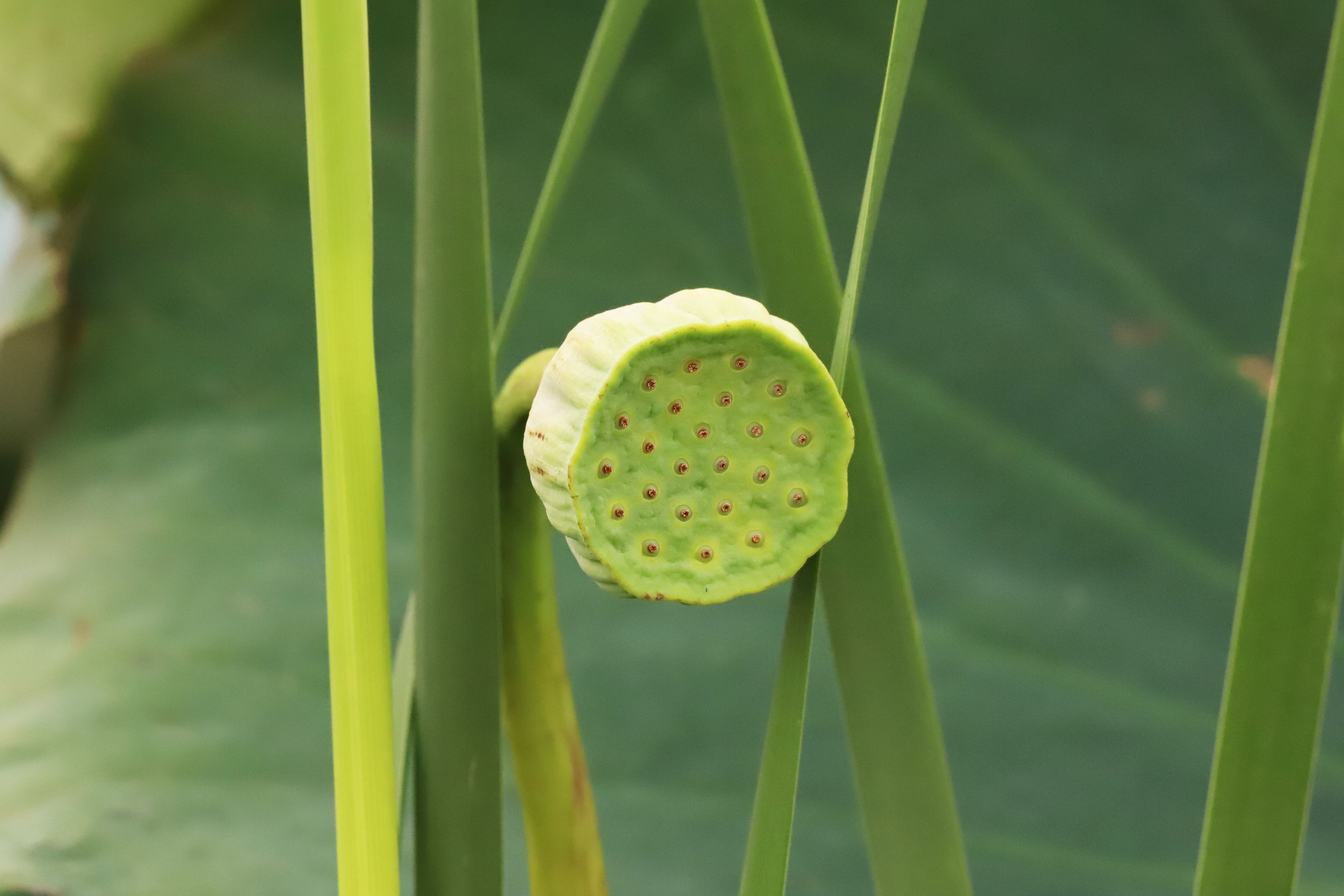 Receptor HAR1 do Lotus japonicus melhora uso de nitrogênio e crescimento mesmo sem simbiose