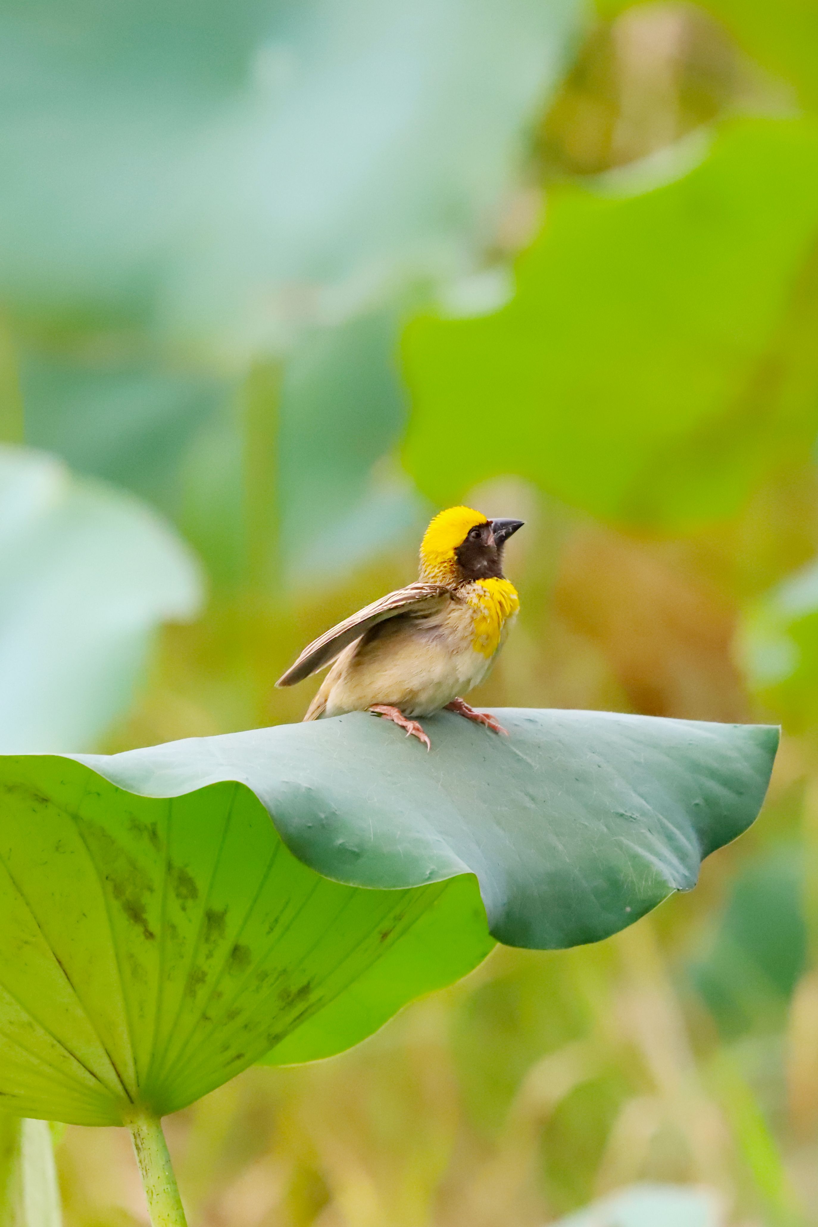 Yellow Bird on Lotus Leaf in Natural Habitat · Free Stock Photo