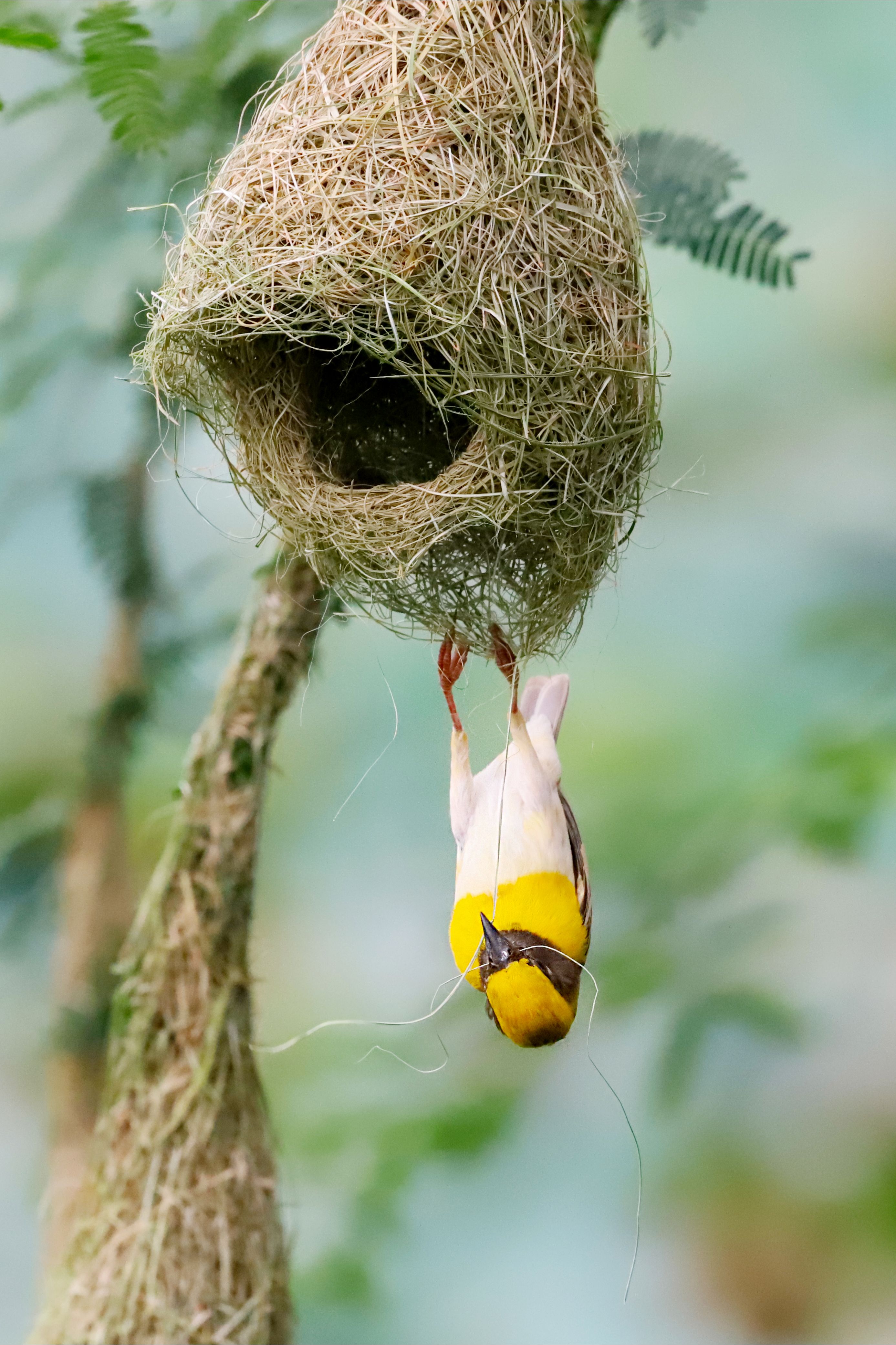 A vibrant yellow weaver bird building its intricate nest in a lush outdoor setting.