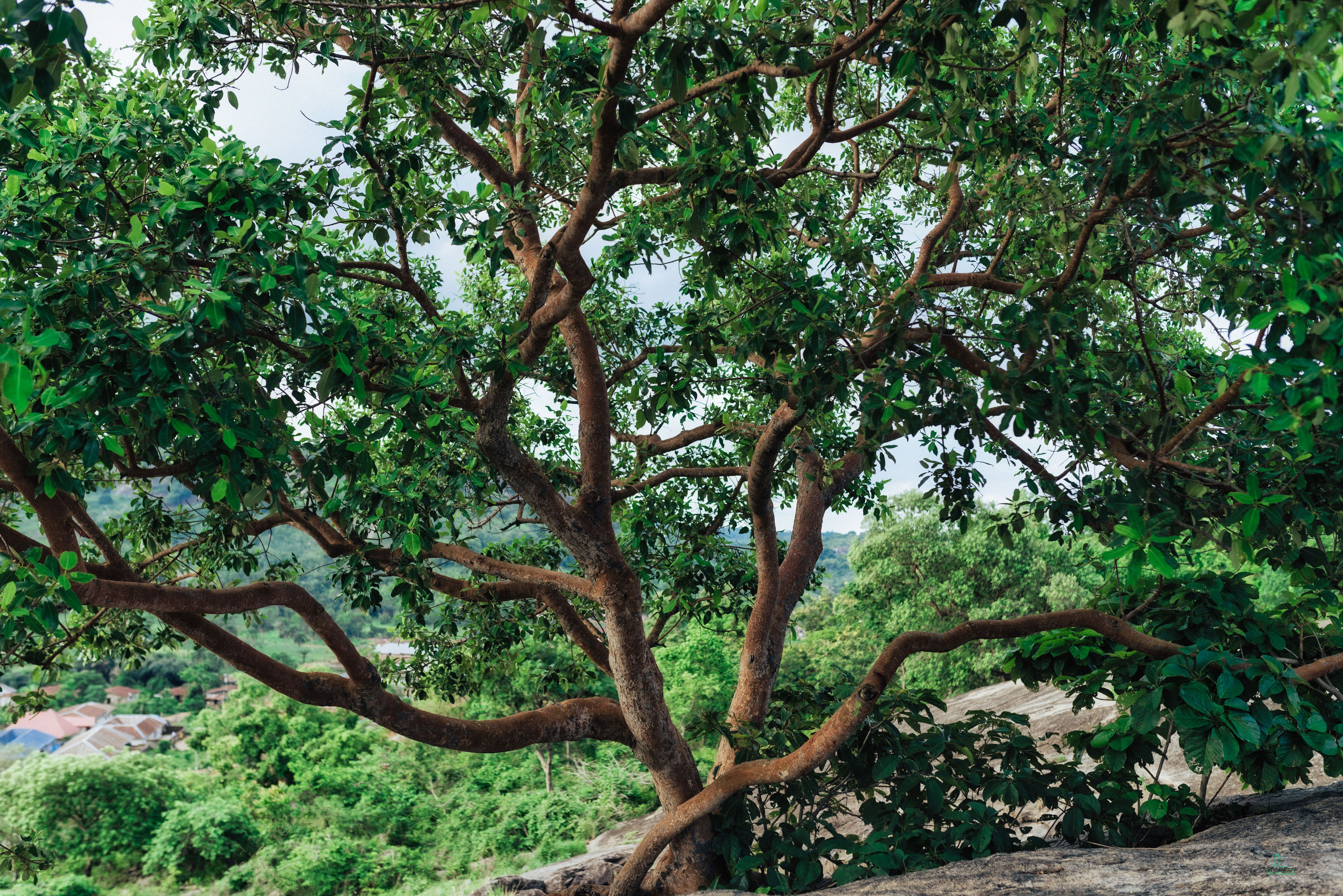 Verdant Tree in Lush Iworoko Landscape · Free Stock Photo