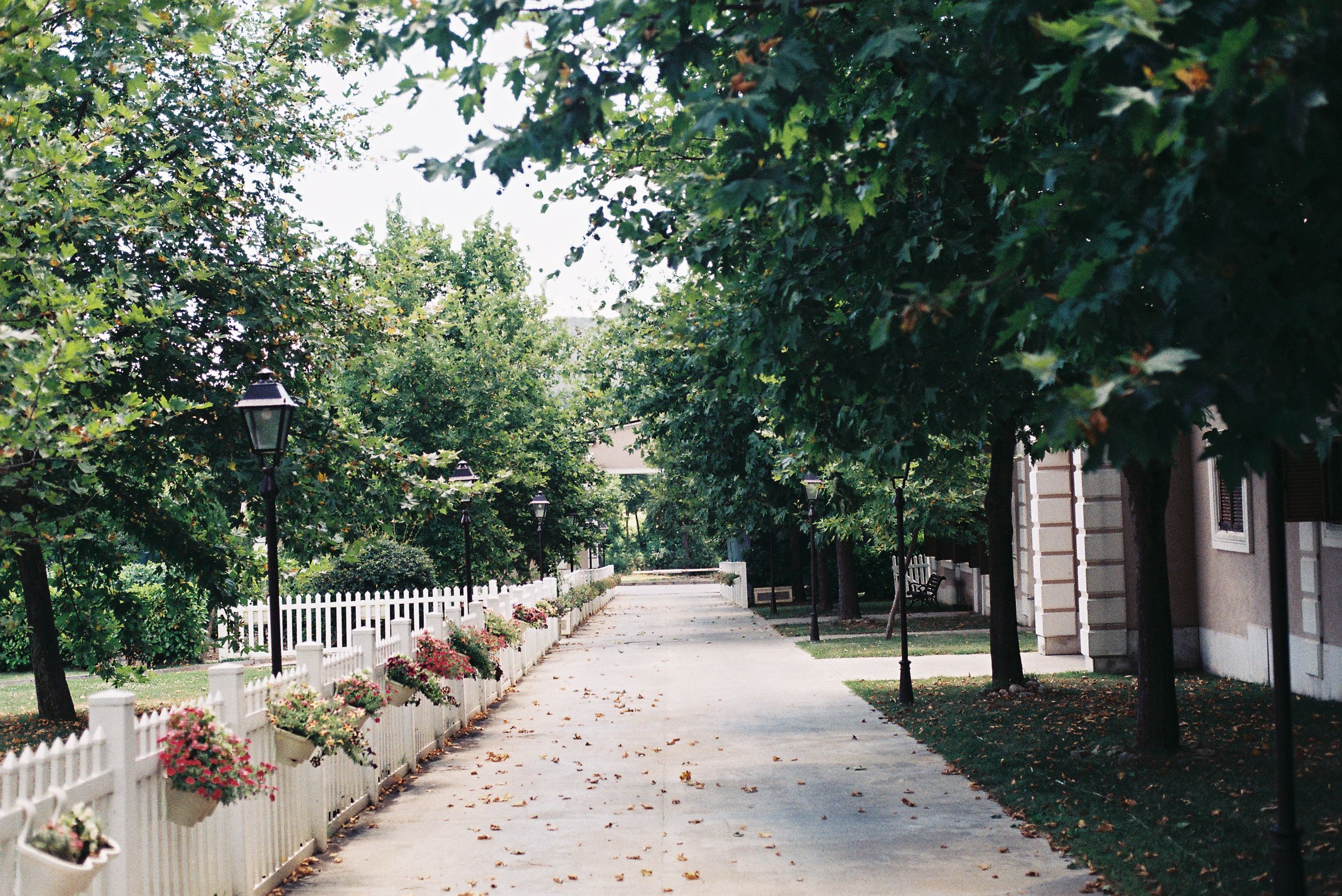 A quaint pathway lined with trees and white fences, adorned with potted flowers on a sunny day.