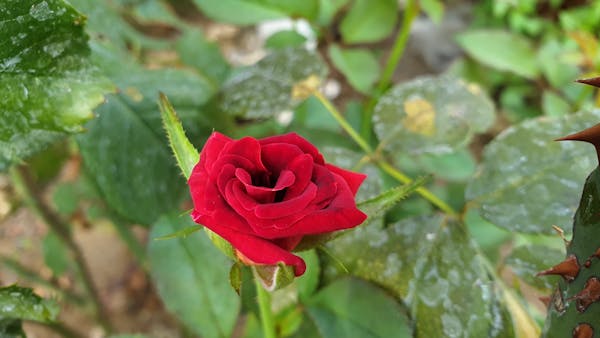 Bustling Saigon streets