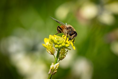 Free Close-up image of a bee collecting nectar from a vibrant yellow flower, showcasing nature's pollination process. Stock Photo