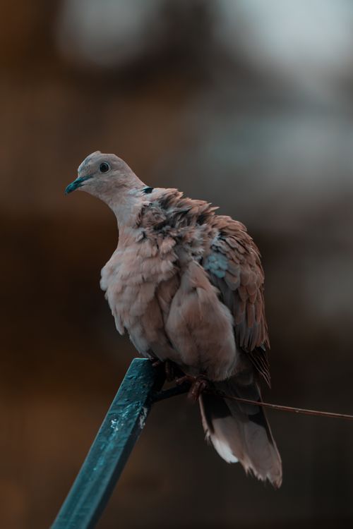 Free A detailed view of a mourning dove perched on a metal bar with a blurred background. Stock Photo