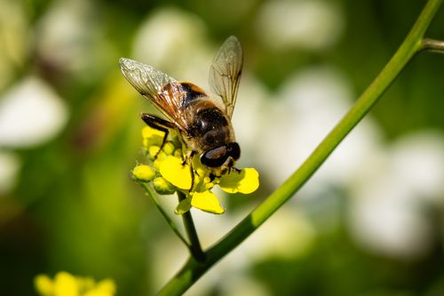 Free Detailed macro shot of a honeybee pollinating a yellow flower, highlighting nature's pollinators. Stock Photo