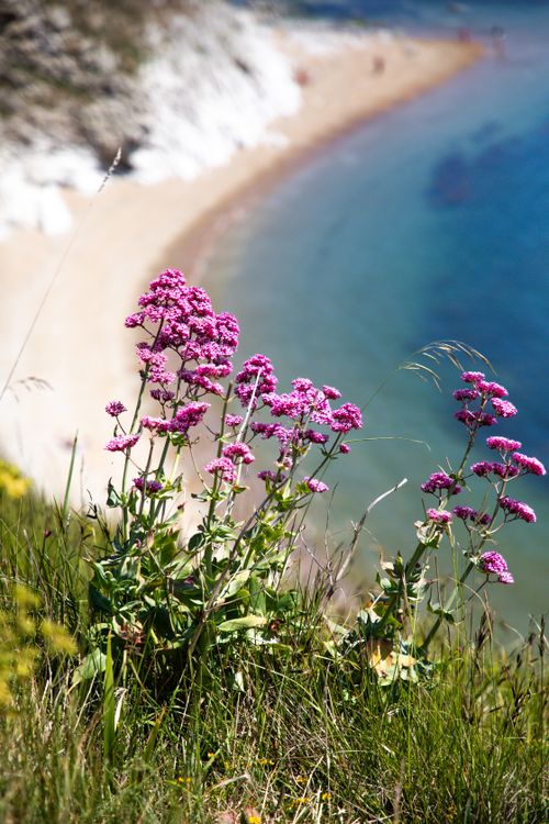 Pink Flowers Overlooking Coastal Beach in England · Free Stock Photo