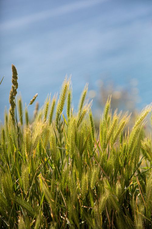 Free Vibrant green wild grasses sway gently against a clear blue sky in England. Stock Photo