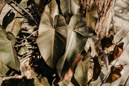 Free Green Cordate Leaves Stock Photo