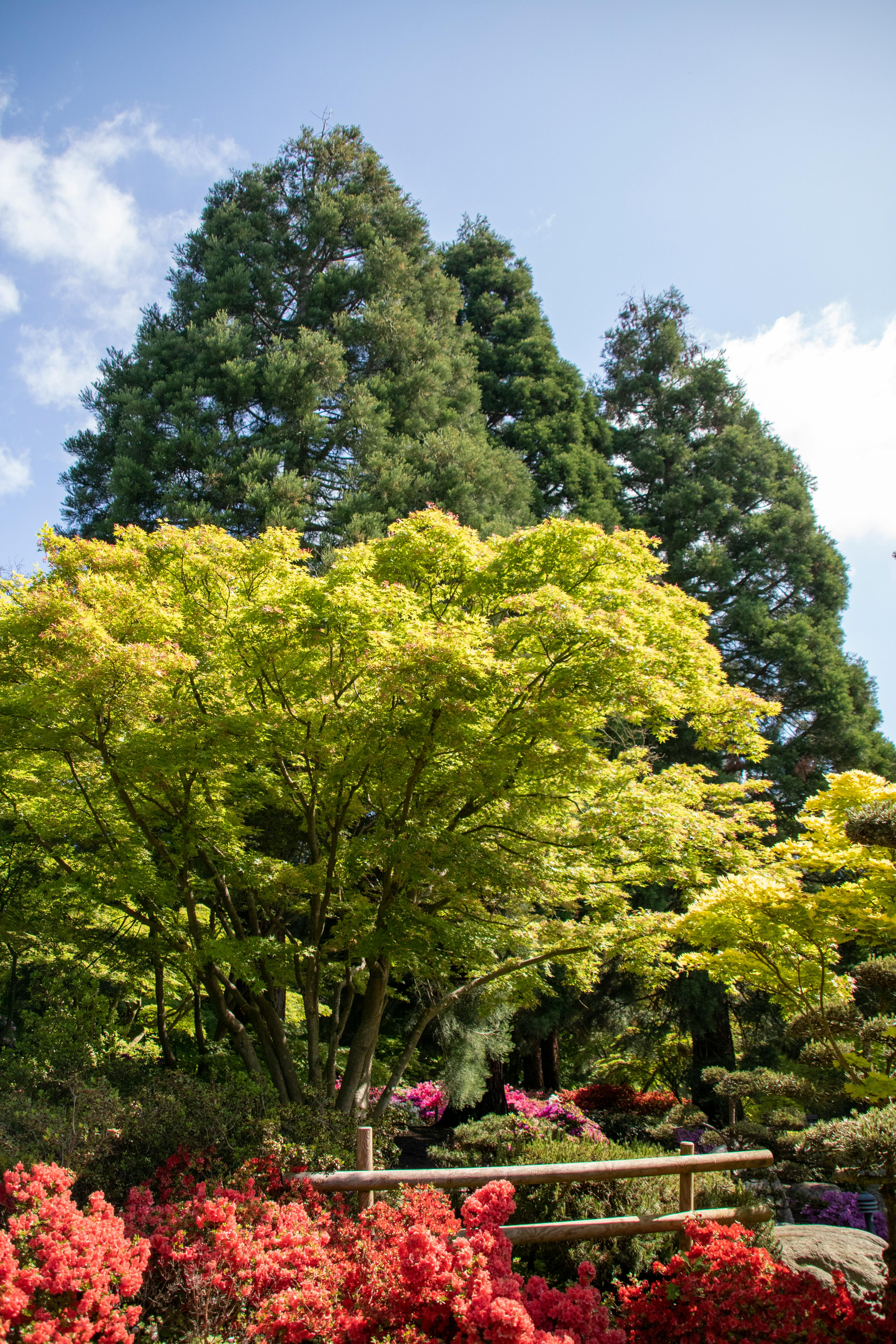 「Between Maple and Chestnut」写真集 Between Maple and Chestnut」写真集 Between Maple and