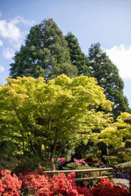 Free Beautiful spring scene in Hamburg's Planten un Blomen park with vibrant trees and flowers. Stock Photo