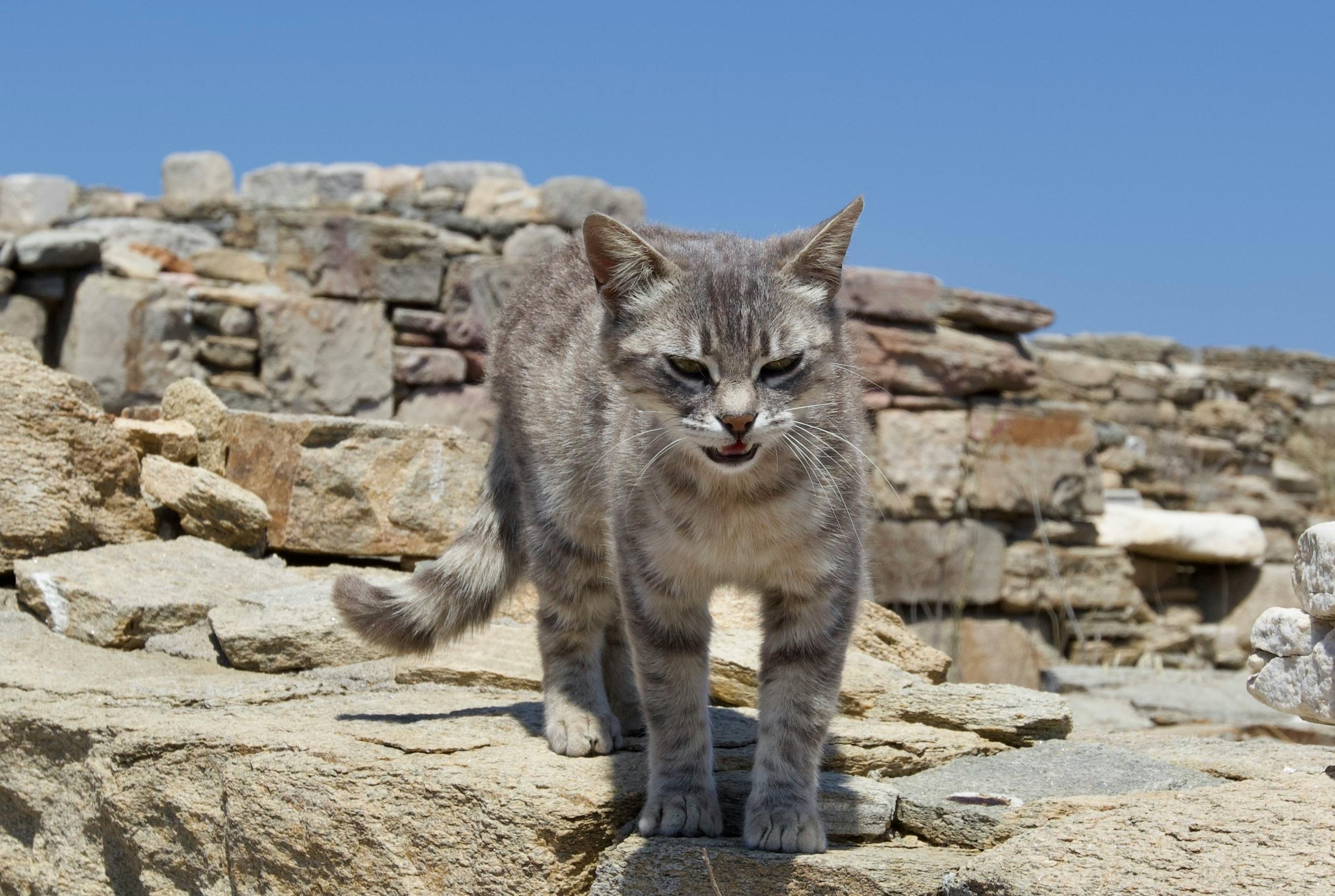 Grey tabby cat poised on ancient ruins under blue skies.