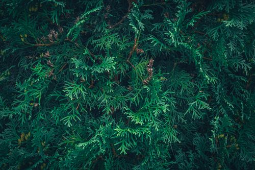 Free Close-up of lush green thuja branches creating a textured nature backdrop. Stock Photo