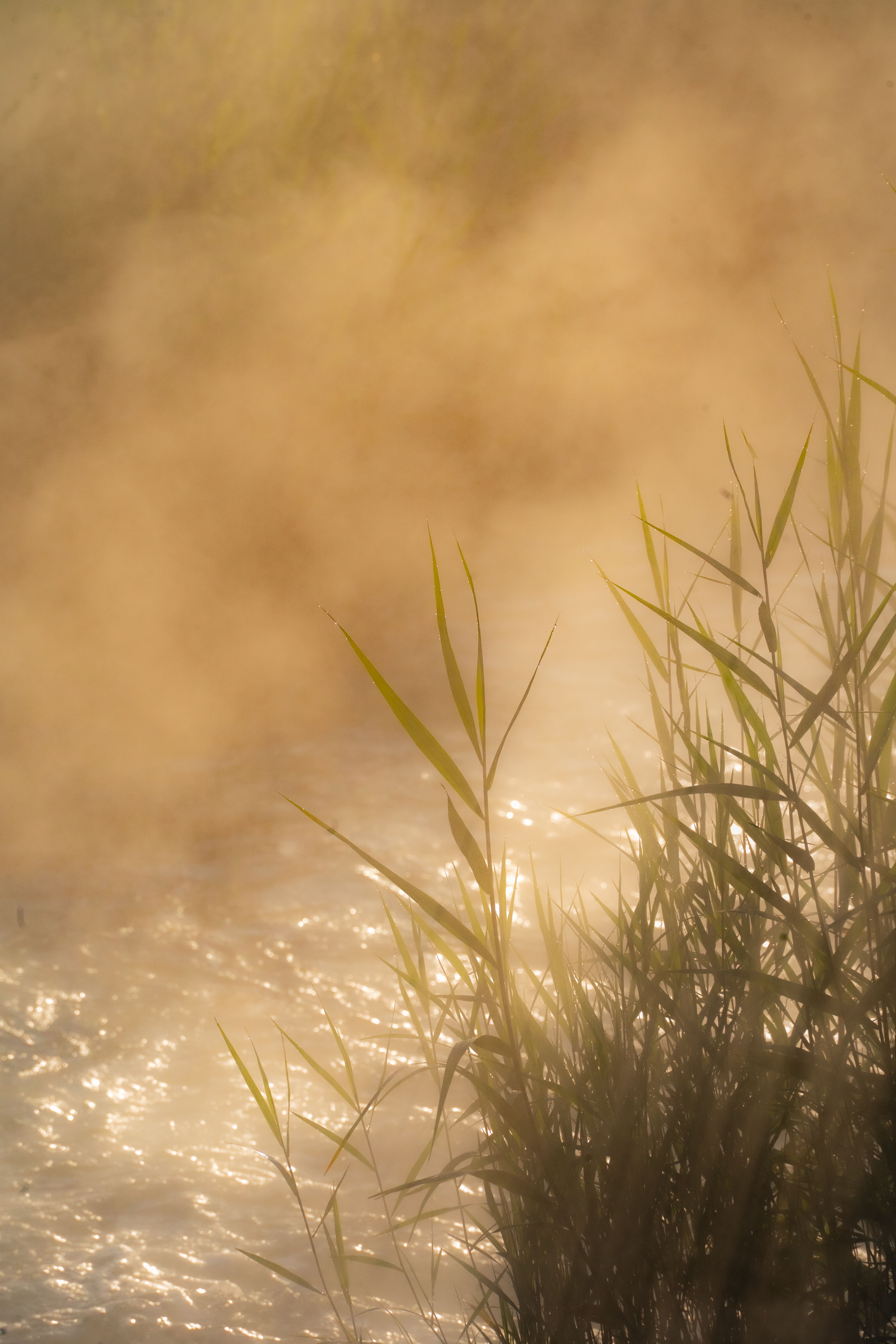 Photographier les chevaux de Camargue à laube spots lumière automne 
