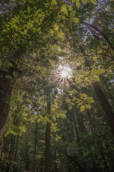 Sunlight streaming through green leaves in a serene forest setting, capturing nature's beauty.