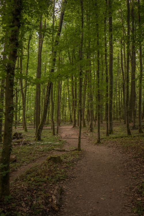 Free Peaceful forest scene with a winding dirt path amid tall, dense trees. Stock Photo