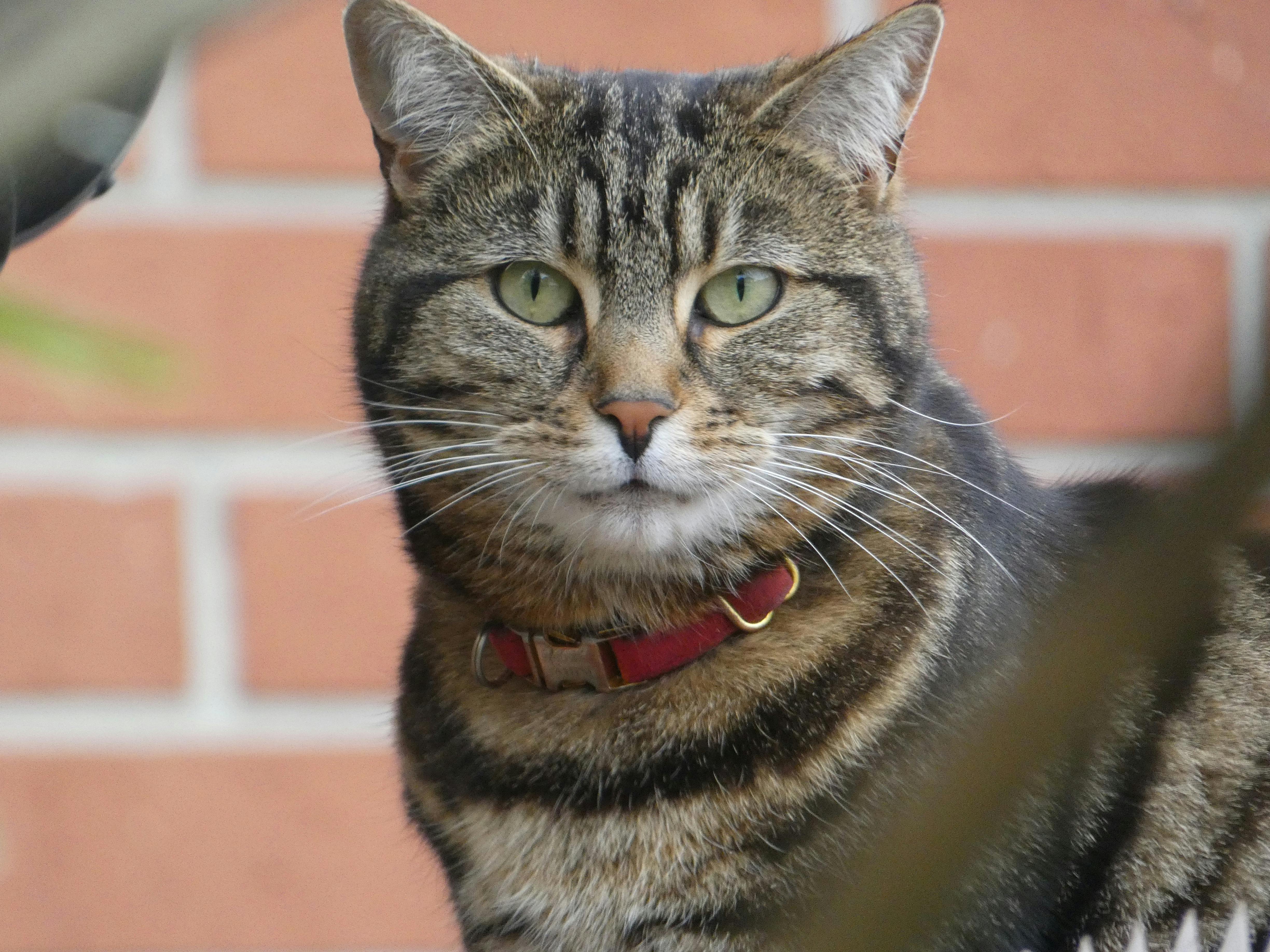 The truth about cats and dogs and the links between pet attachment and mental health — Photo by Jimmys Pixels on Pexels