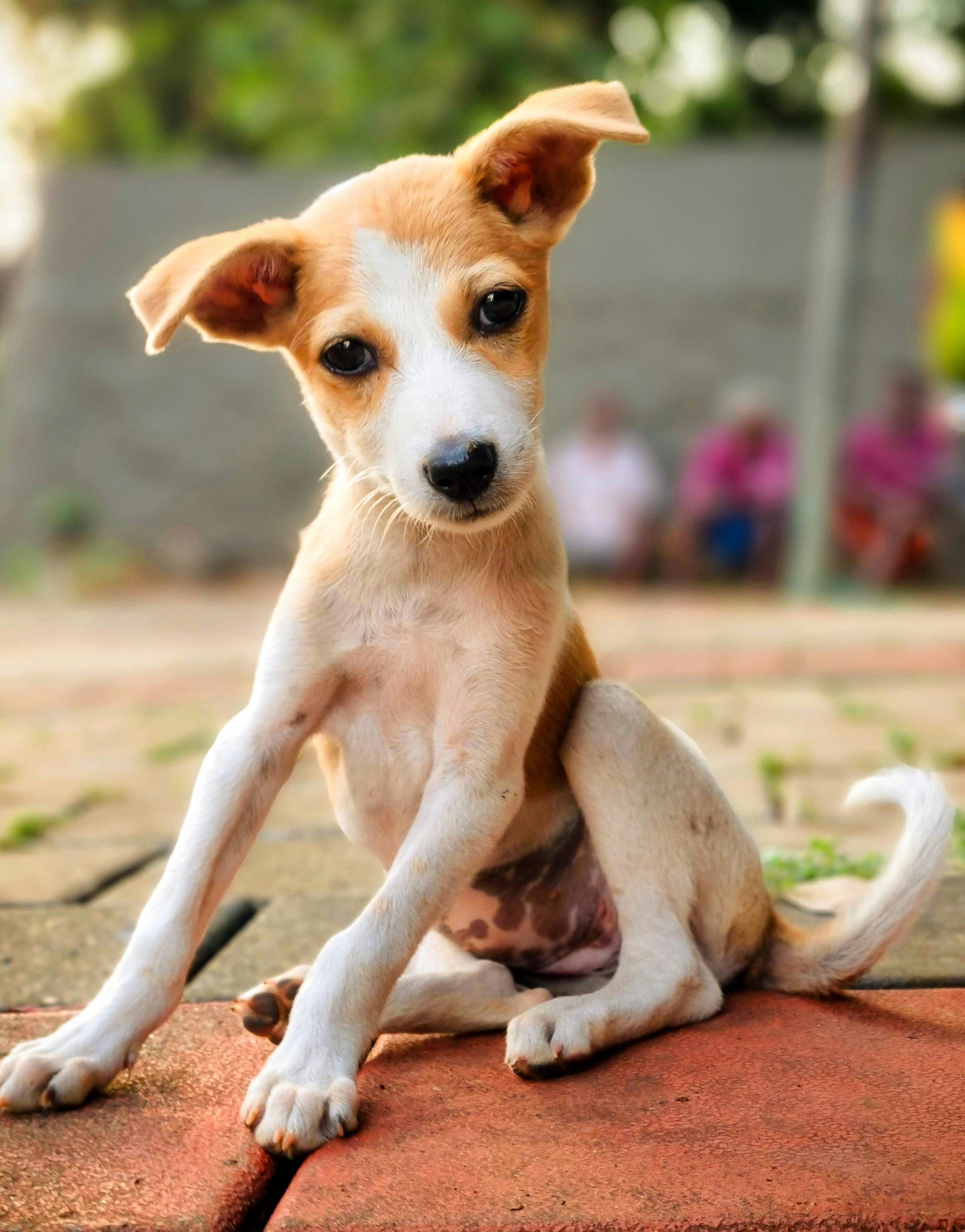 Pixel
