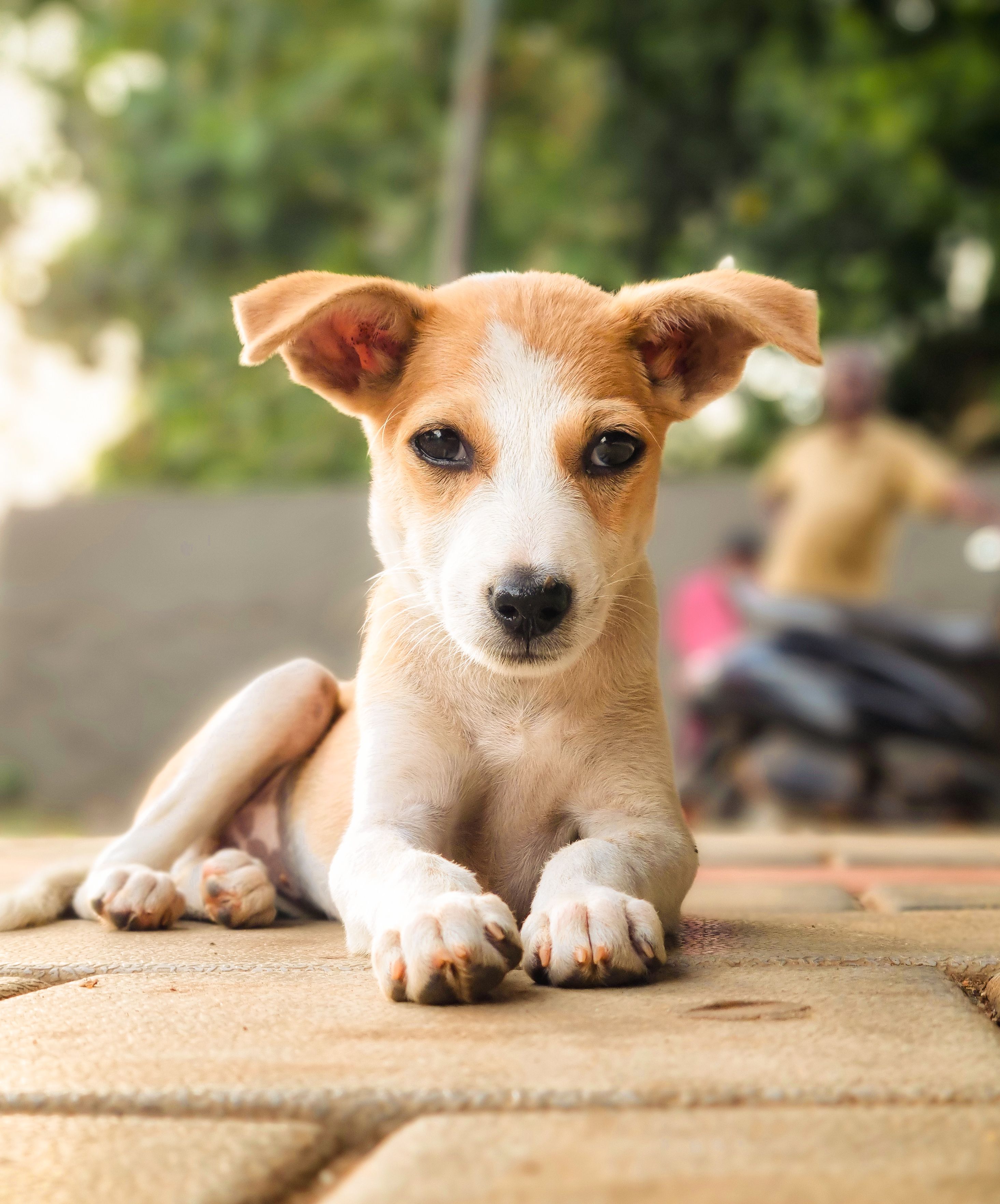 Purebred Puppies For Sale In Nashville: Responsible Buying Guide