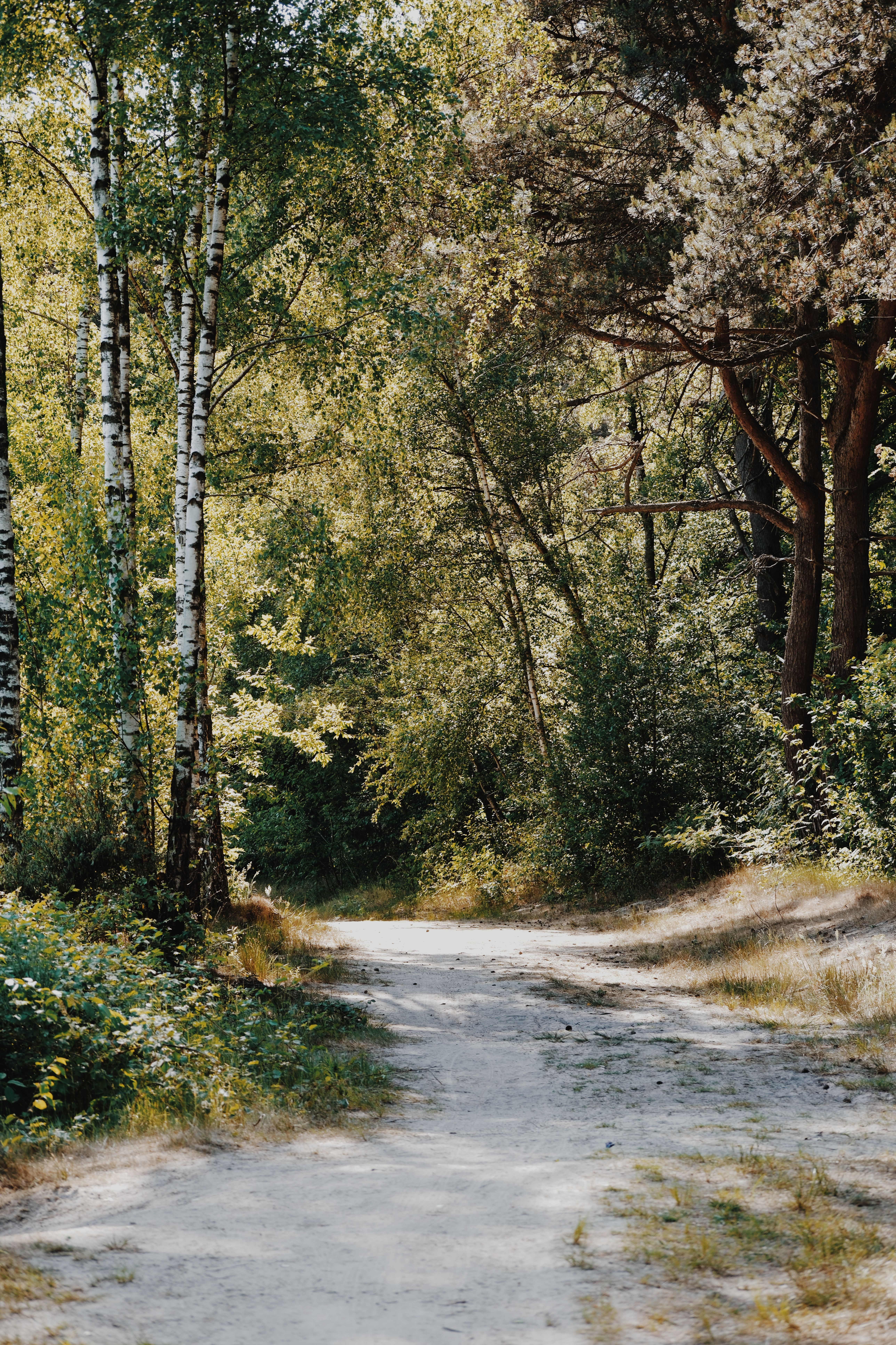Serene Forest Pathway in Summer Light · Free Stock Photo