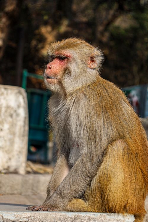 Free Close-up of a Rhesus Macaque sitting on concrete outdoors, basking in sunlight. Stock Photo