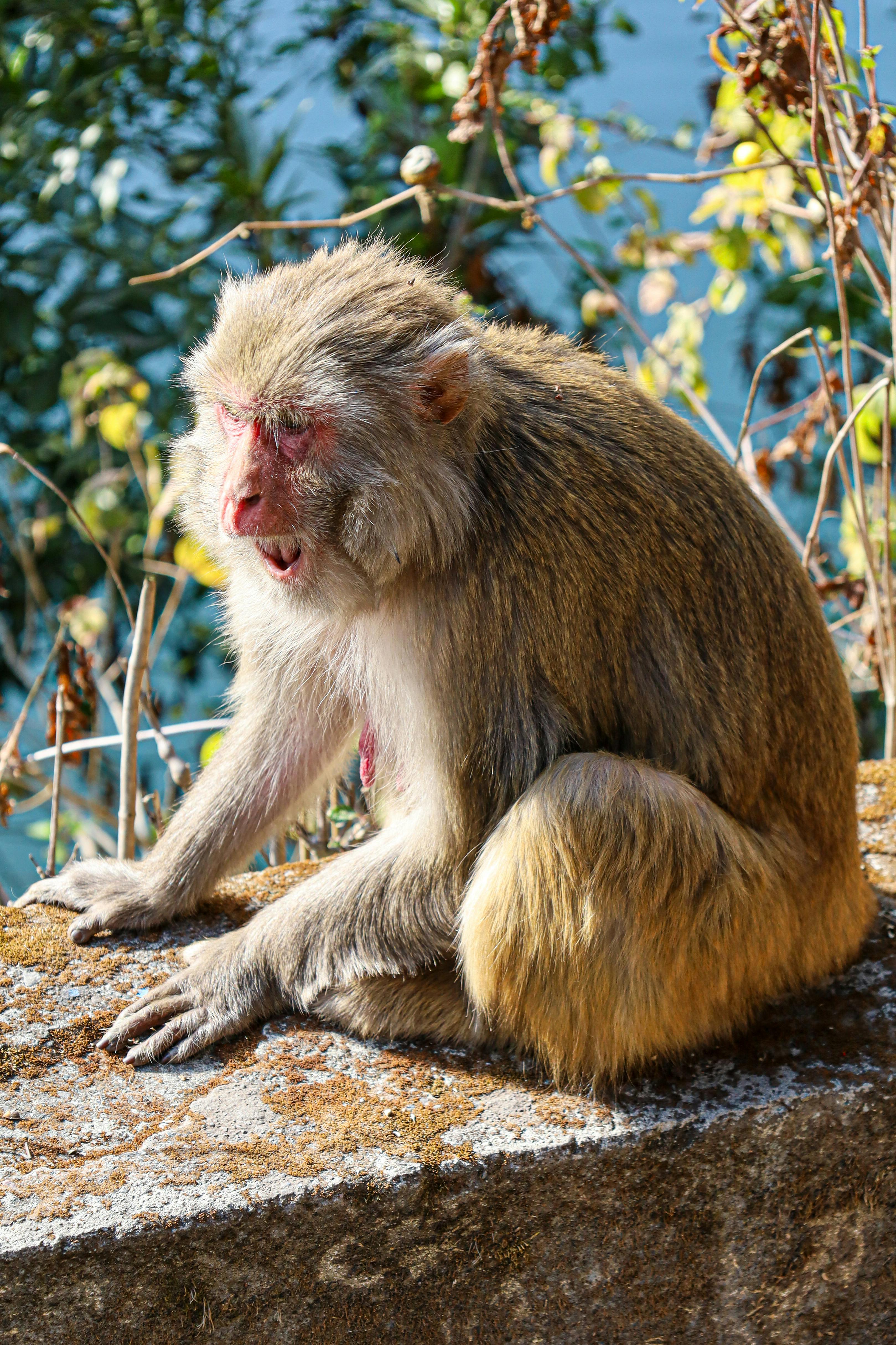 ♡monkeyページ♡ Monkey See Monkey Do - 9 Story Media Group