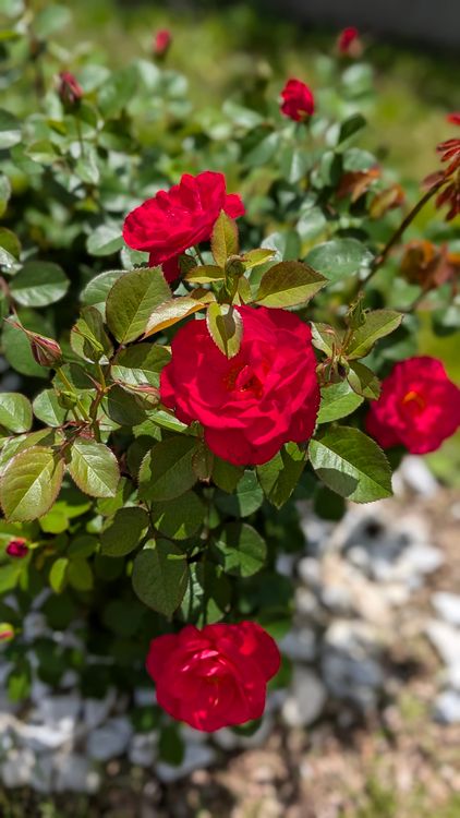 Sunlit Red Roses Vibrant Red Roses in a Sunlit Garden · Free Stock Photo