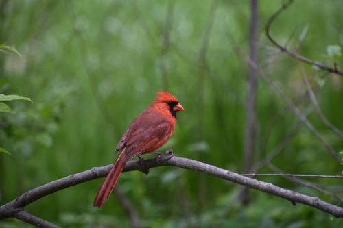 Free A vibrant northern cardinal perched on a branch amidst lush green foliage, displaying its striking red plumage. Stock Photo