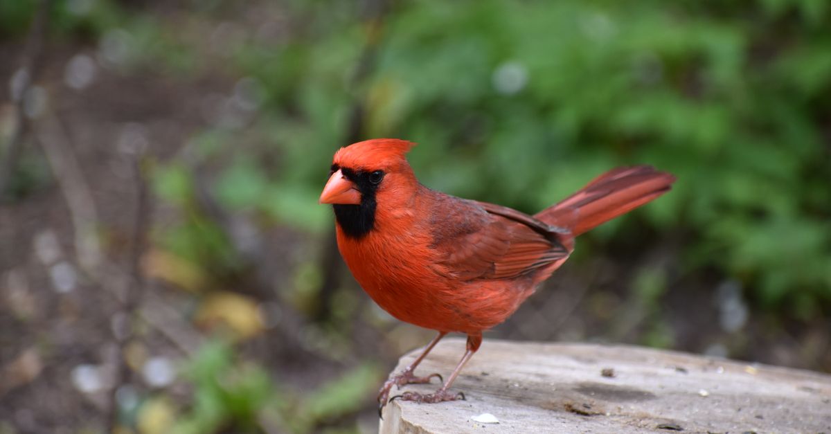 Cardinal Hawk Vibrant Northern Cardinal in Natural Habitat · Free Stock Photo
