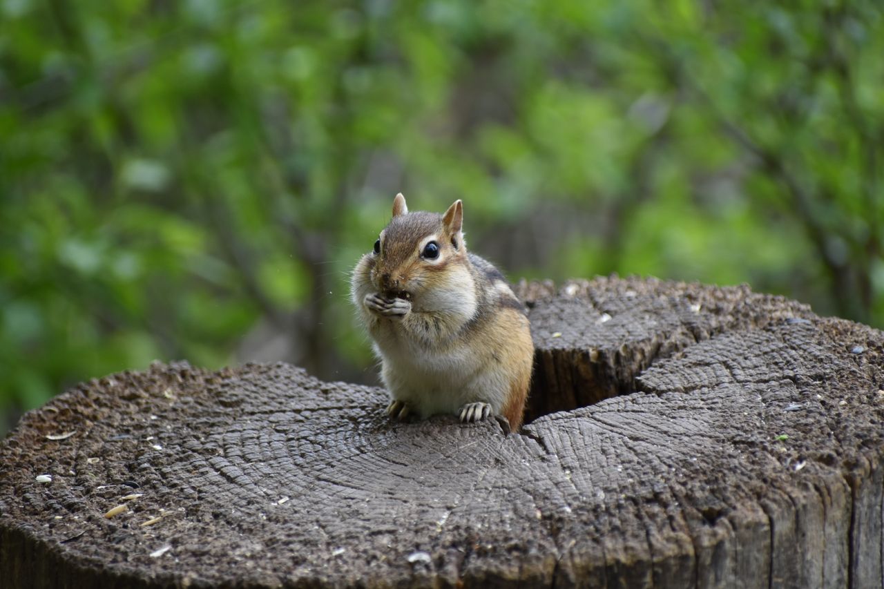 adorable chipmunk munching on food atop a tree stump in a forest setti