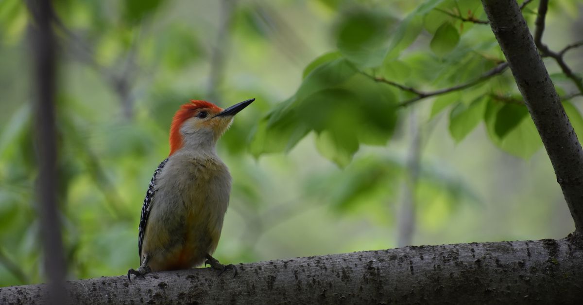 Pic vert : Guide complet observation nature