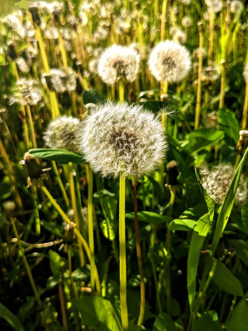 Free Close-up of fluffy dandelions in a sunlit meadow, capturing spring's natural beauty. Stock Photo