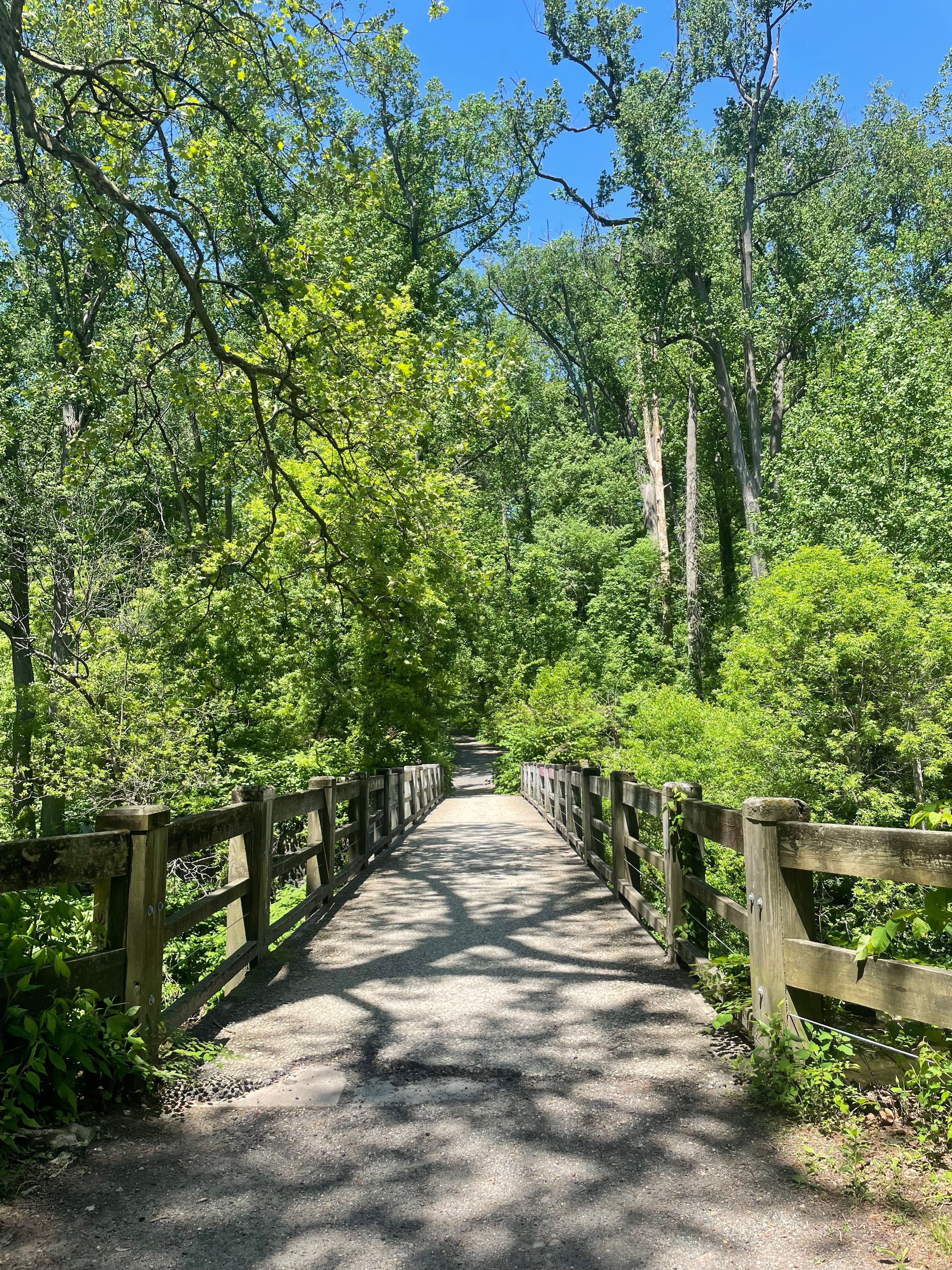 Scenic Wooden Bridge in Lush Forest · Free Stock Photo