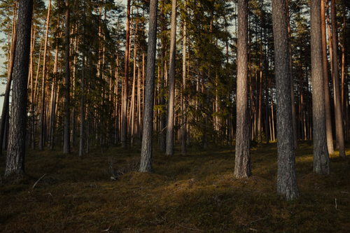 Free A peaceful view of a dense evergreen forest with tall pine trees under soft lighting. Stock Photo