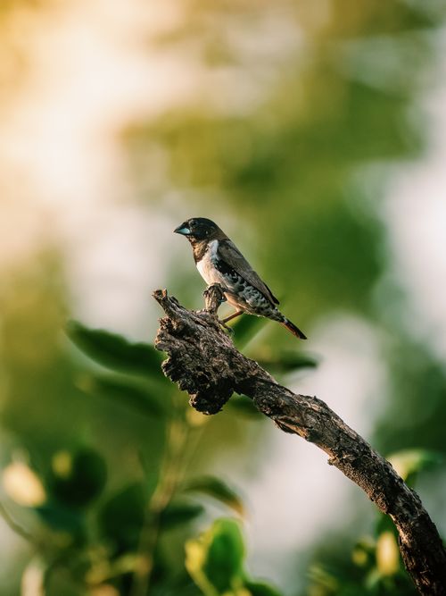 Free A stunning bird in the wild, captured during daytime in Nigeria's lush nature. Stock Photo
