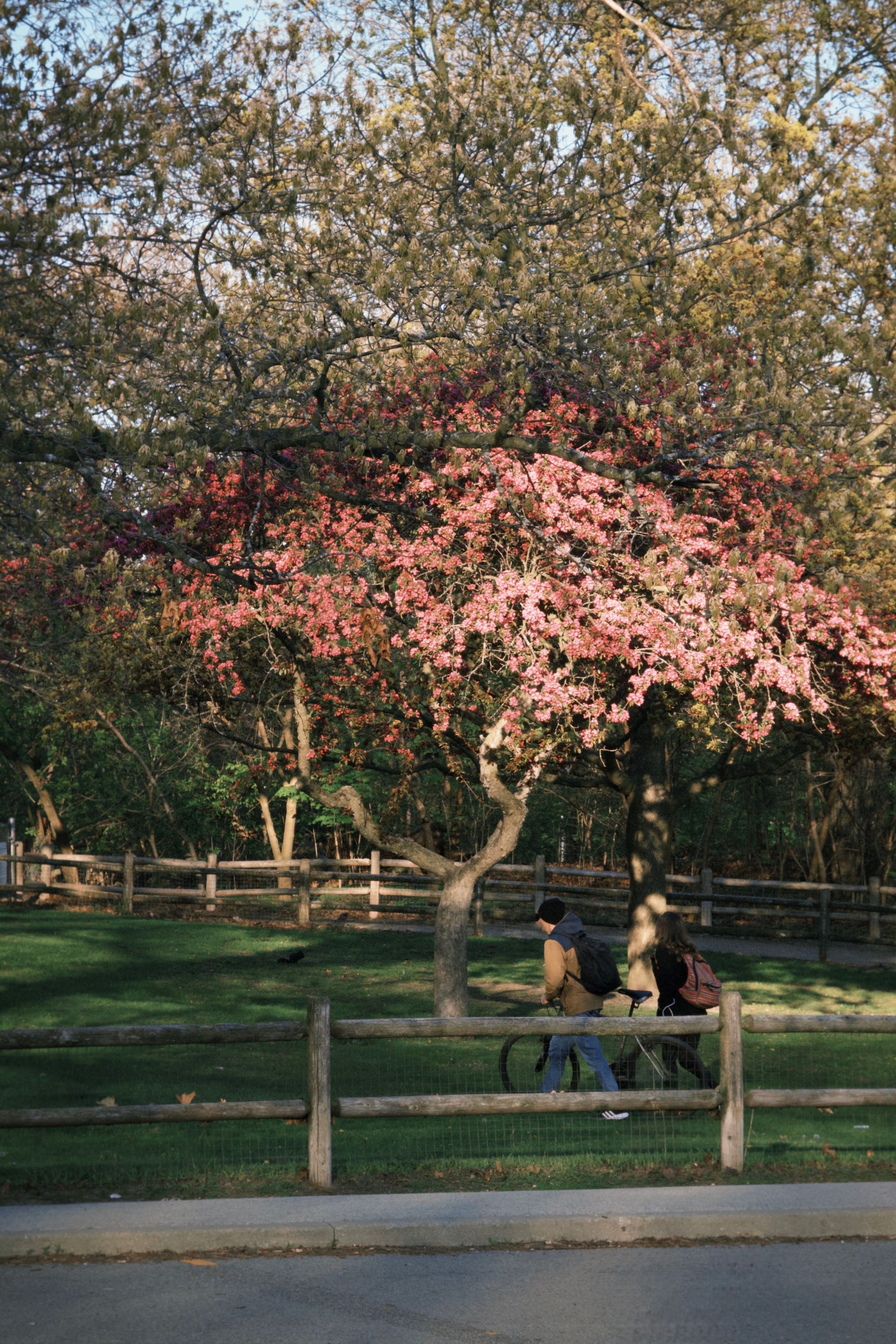Spring Day in Toronto's Lush Park · Free Stock Photo