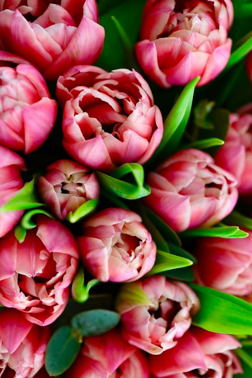 Free A close-up view of a vivid pink tulip bouquet from Antalya, showcasing fresh blooms and lush greenery. Stock Photo