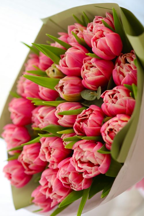 Free Vibrant pink tulip bouquet captured close-up, perfect for floral art and design themes. Stock Photo